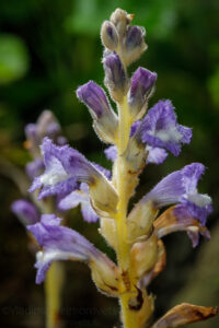 Dwarf Broomrape (Phelipanche mutelii)