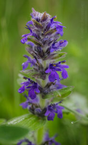 The Geneva bugleweed (Ajuga genevensis)