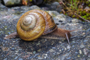 Caucasotachea atrolabiata (Krynicki, 1833).